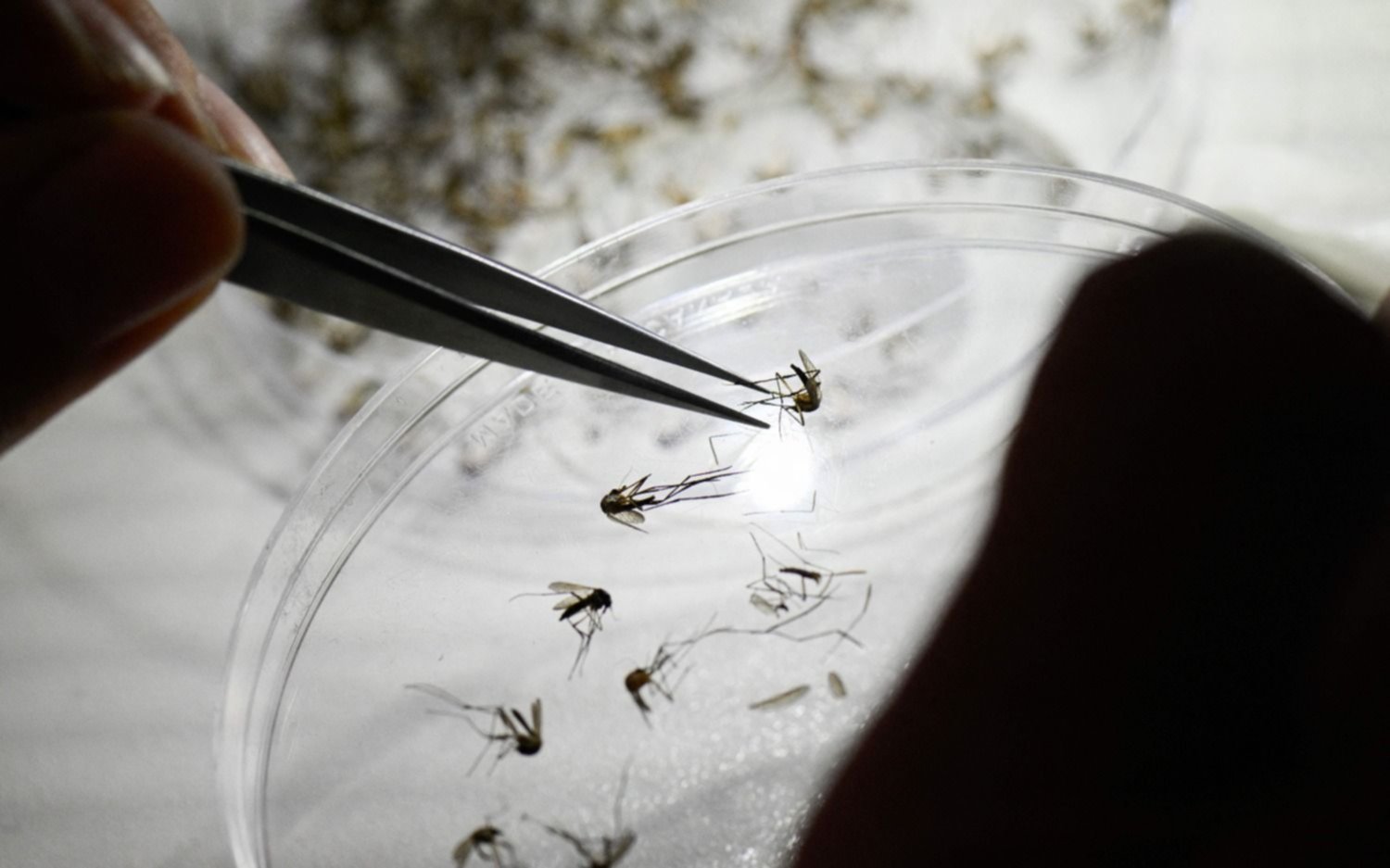 La Plata sumó otra muerte por dengue