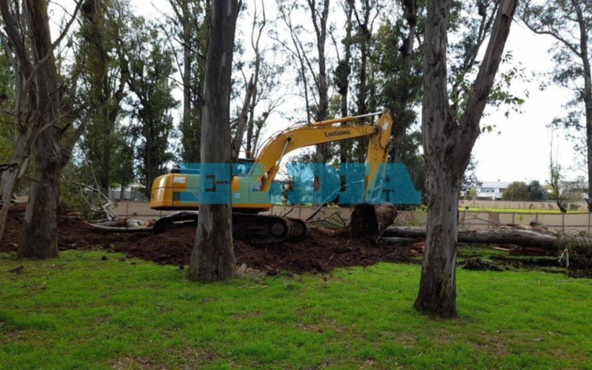 Denuncian "tala indiscriminada" en un barrio de Gorina: intervino la policía