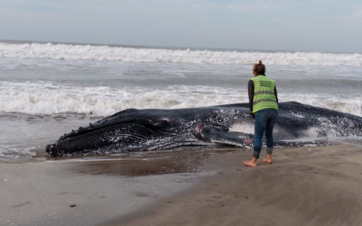 Encontraron muertas dos ballenas jorobadas en Pinamar