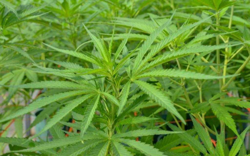 Mar del Plata se suma a la marcha mundial por el cannabis