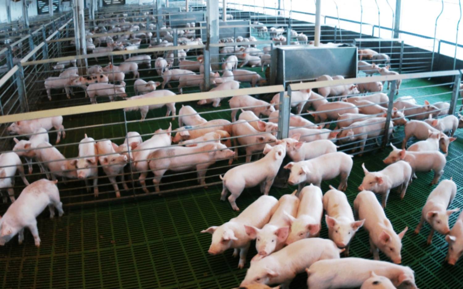 Argentina exporta carne porcina a Filipinas por primera vez desde planta en Buenos Aires