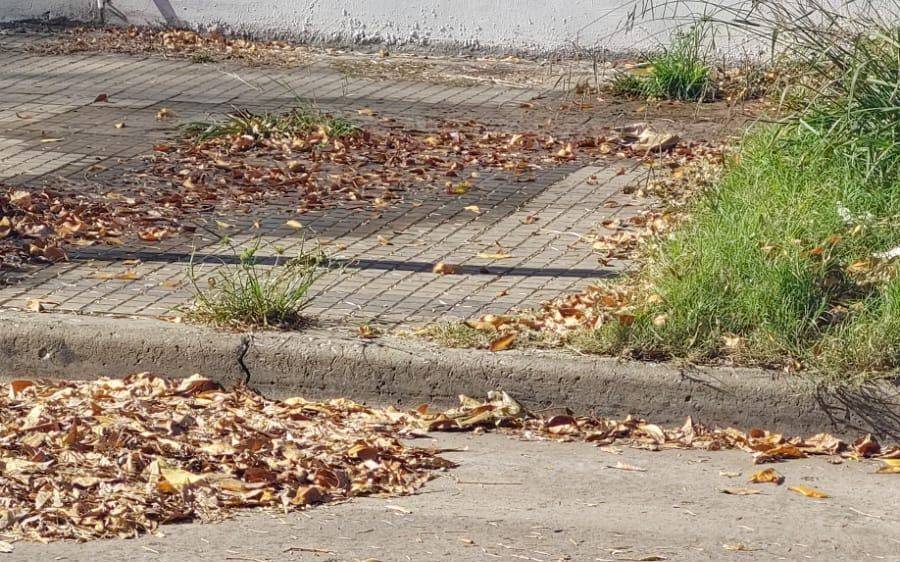 Hojarasca y basura en la zona de 45 y 21: piden limpieza y recolección