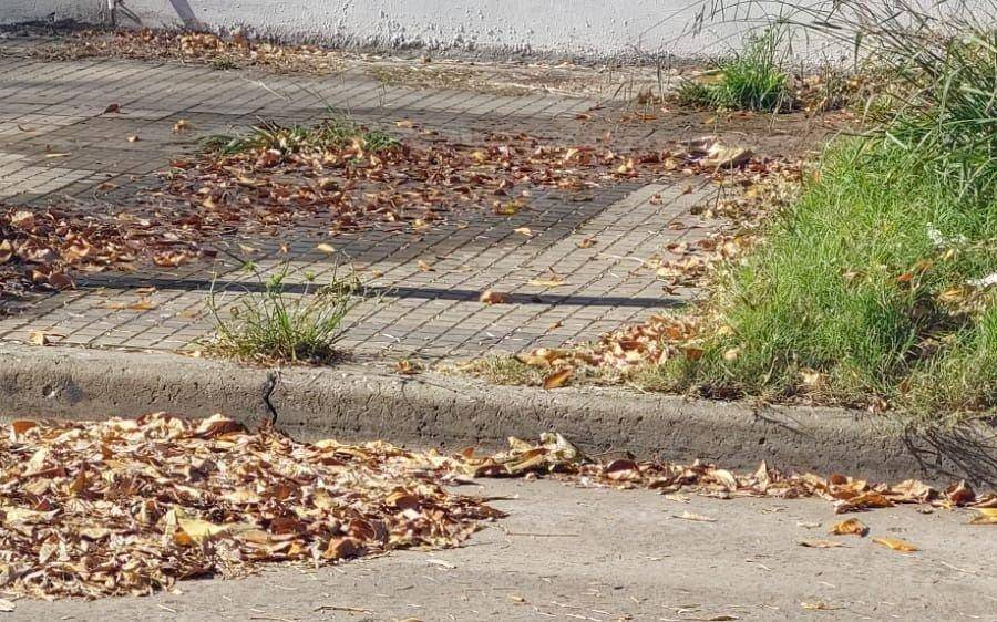 Hojarasca y basura en 45 y 21: los vecinos piden limpieza y recolección