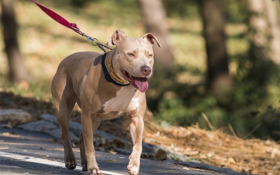 Dramático caso en Berisso: pitbull atacó a un niño y mató a otro perro que quiso defenderlo