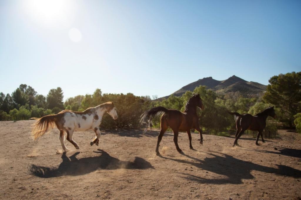 A puro galope: caballos veloces por una mutación genética