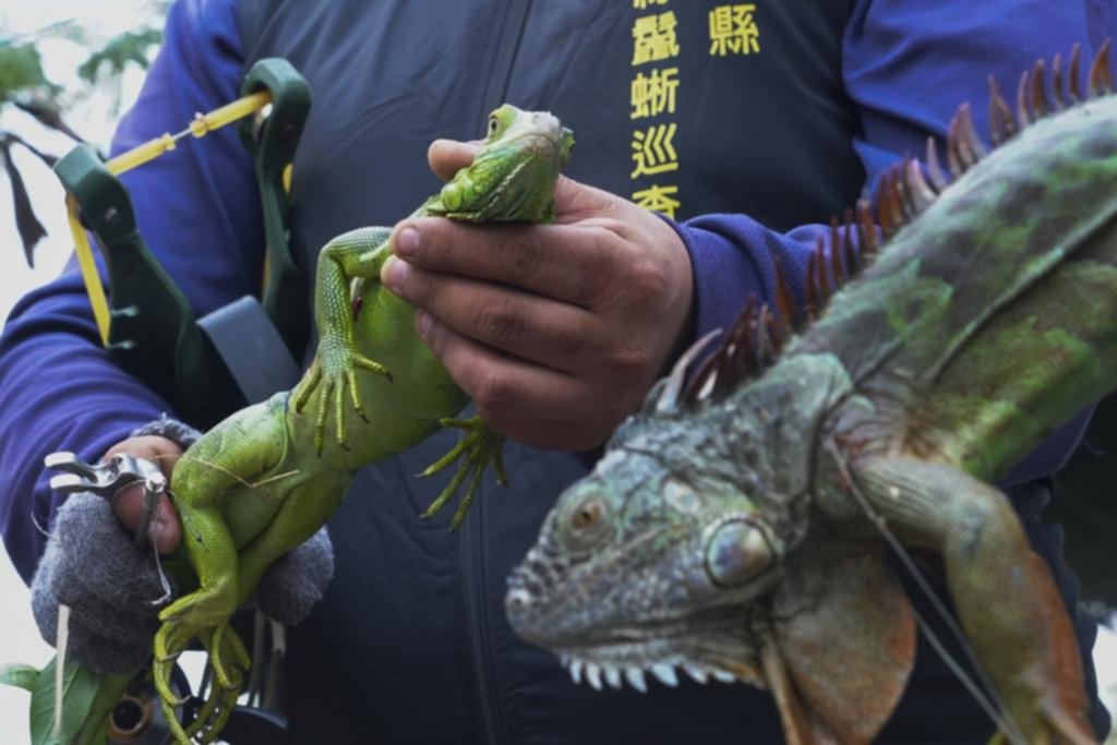 “Guerra” contra las iguanas verdes en Taiwán