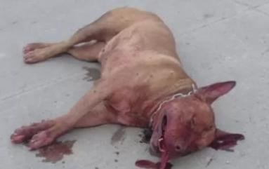 Un pitbull, un ataque y los deberes de los dueños