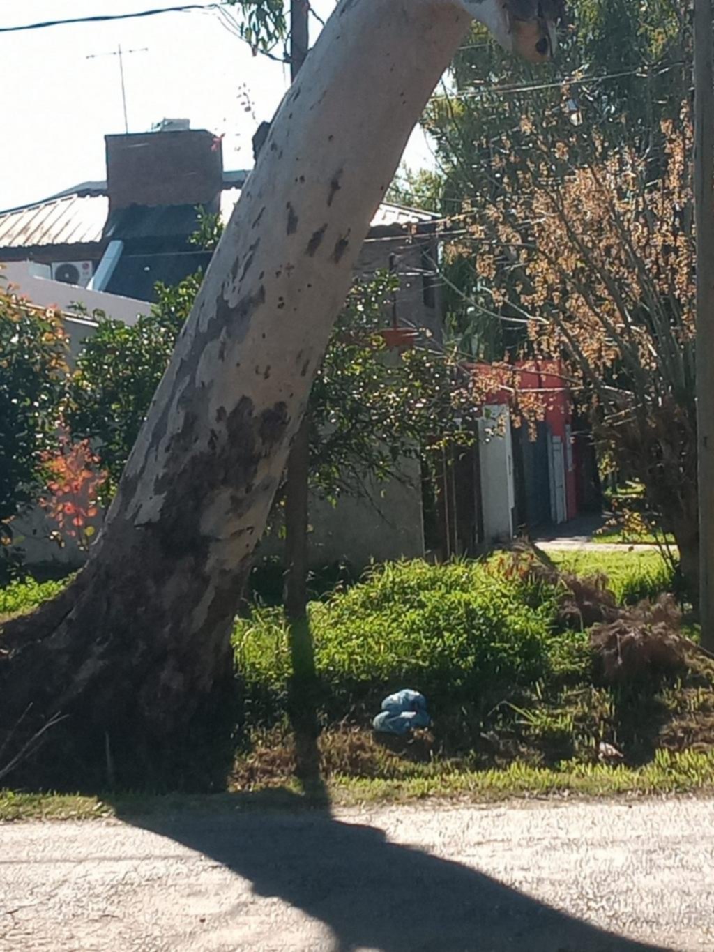 Piden urgente respuesta por un árbol a punto de caer