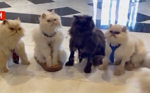 Una famosa actriz le puso "China Suárez" a una de sus gatas: el motivo