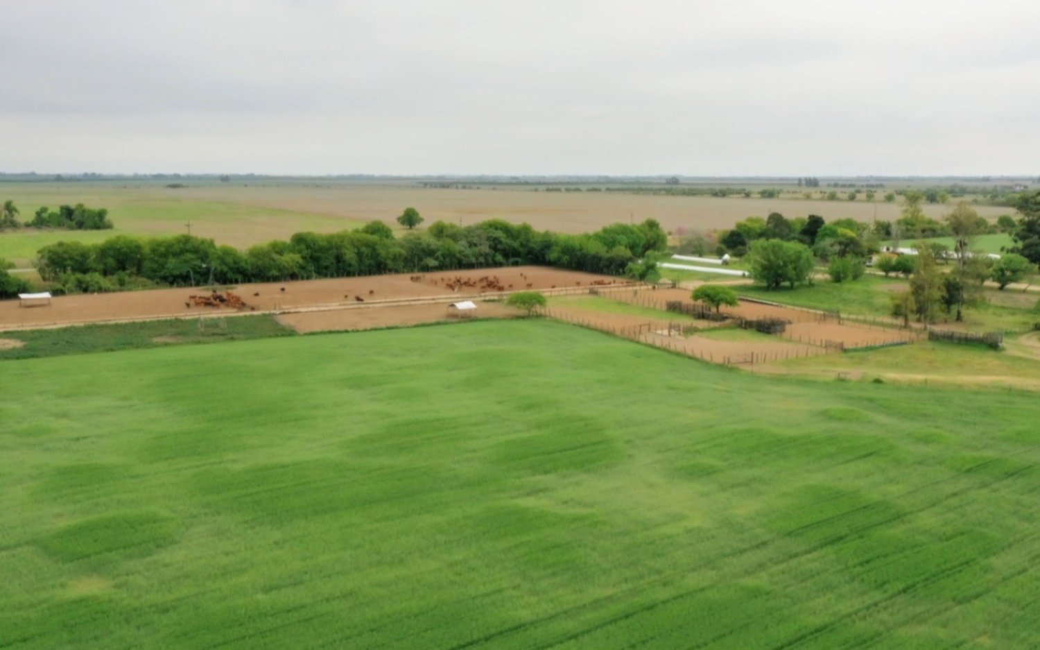 Estabilidad del dólar impulsa el mercado rural y anticipa subas en valores de la tierra