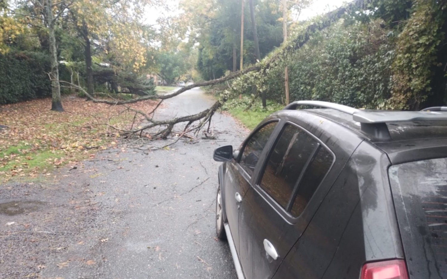 Tras la tormenta, una rama se desprendió y anegó una calle en City Bell 
