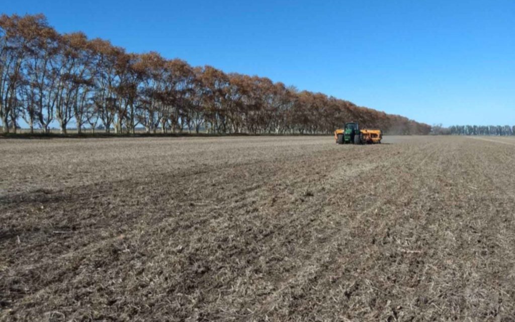 Campaña fina: trigo y cebada sin rentabilidad en campos arrendados