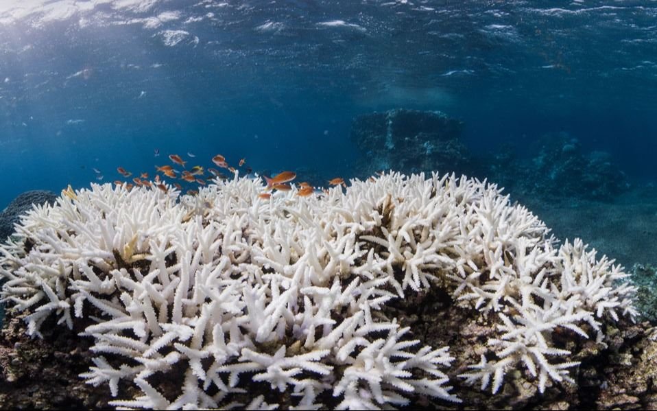 Gran parte de los arrecifes de coral, afectados por el peor blanqueamiento de la historia