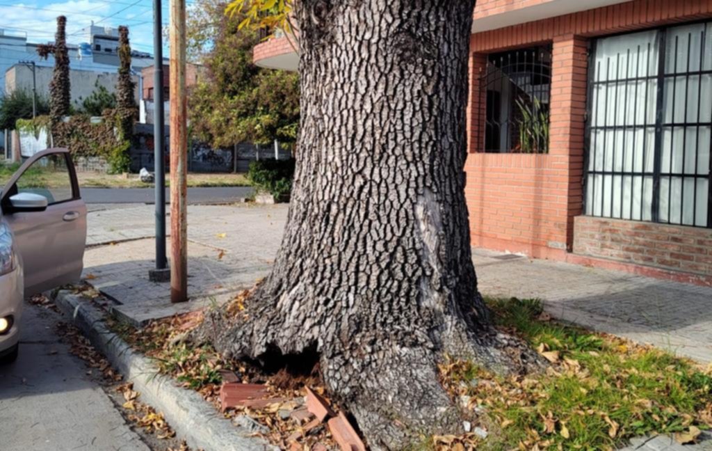 Preocupación por un árbol ahuecado en 23 y 58