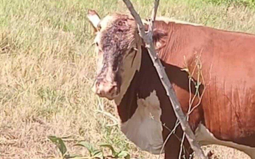 Refuerzan controles en el Paraná por aumento de abigeato