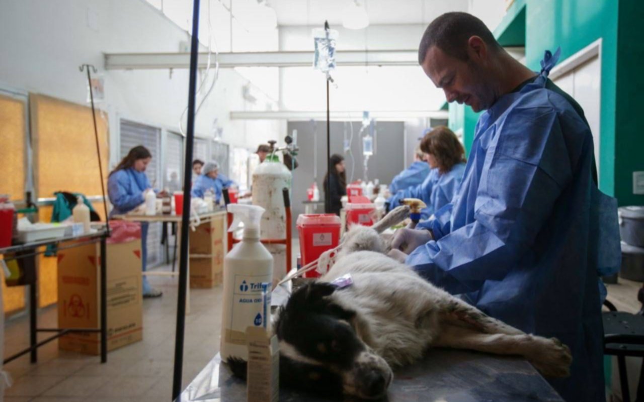 Quilmes: cronograma de operativos de Zoonosis para mayo