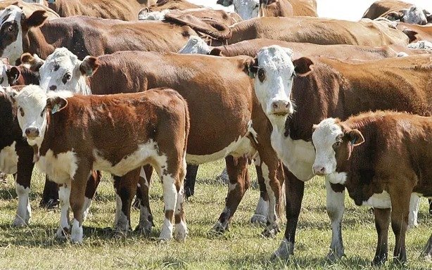 Pergamino: La ganadería bovina muestra alta rentabilidad en suelos marginales