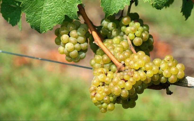 Eliminan retenciones a insumos del vino: alivio fiscal por $400 millones