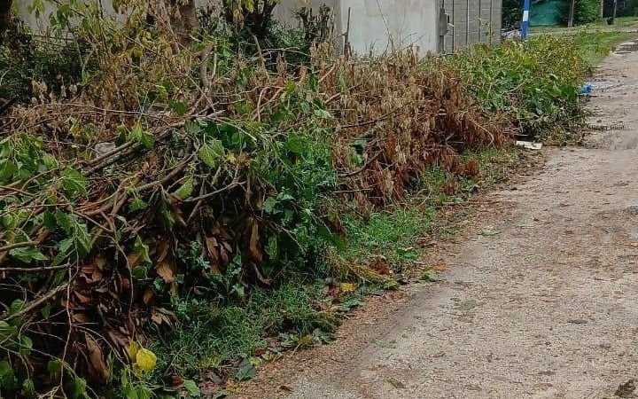 Vecinos de City Bell advierten que un gran acopio de ramas atrae la basura