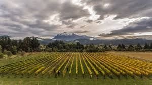 Apoyo provincial al vino, enoturismo y gastronomía de Chubut