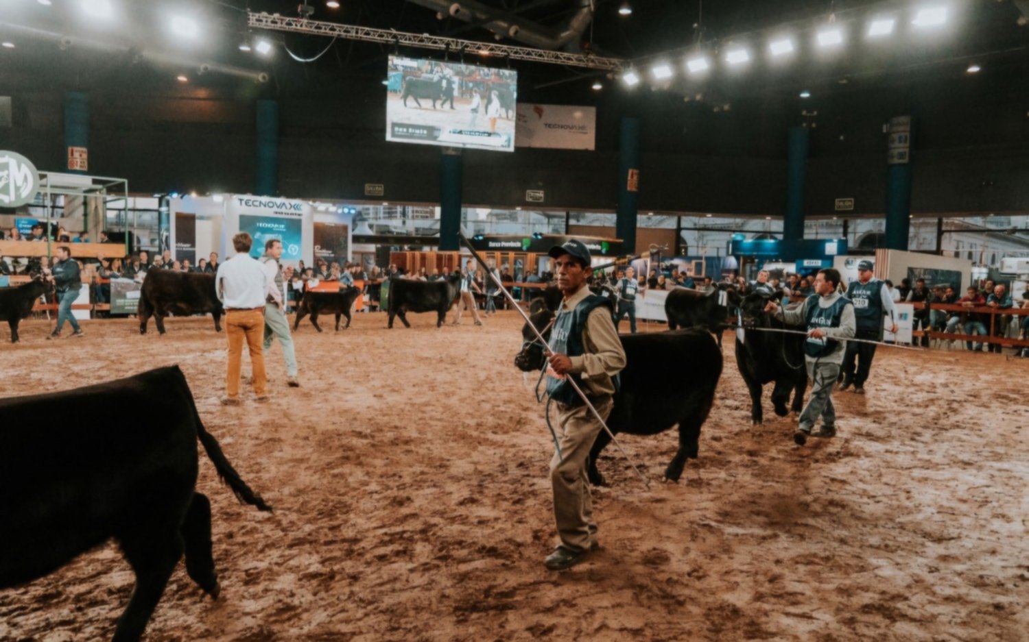 La Semana Angus 2025 se realiza en Palermo con un equipo que trabaja sin pausa