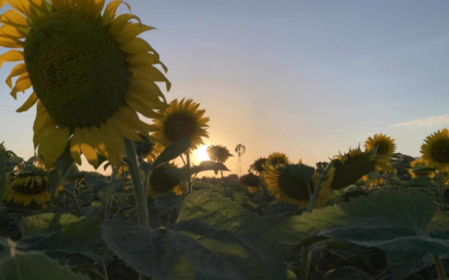 La Bolsa de Cereales de Bahía Blanca cerró su campaña de girasol con una suba del 23%