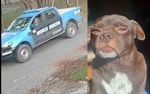 Muerte y polémica en La Plata: una familia denunció que una patrulla arrolló a su perrito en San Carlos
