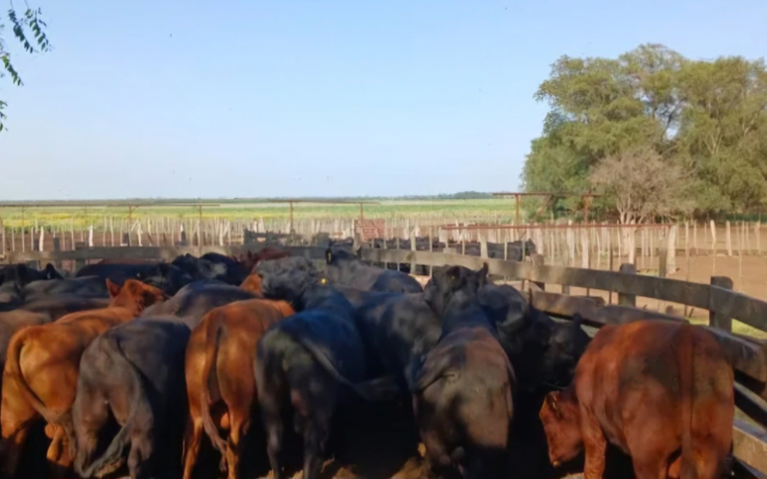 Con clima y precios buenos, la faena de ganado creció en abril y alerta al sector ganadero