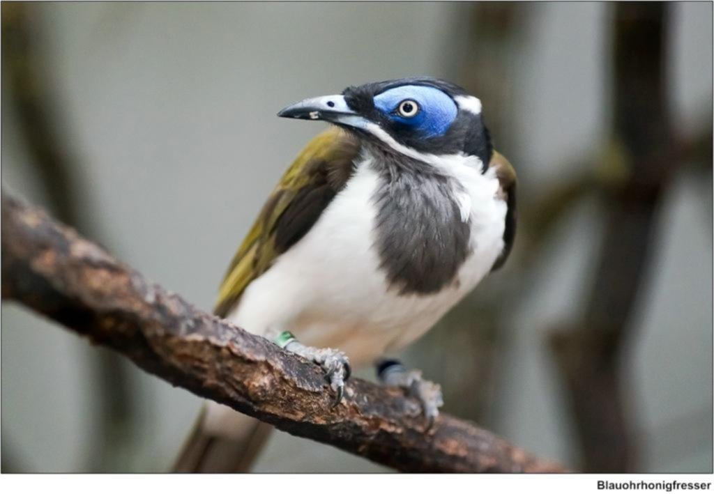 El plumaje de las aves, más colorido en la ciudad que en el campo