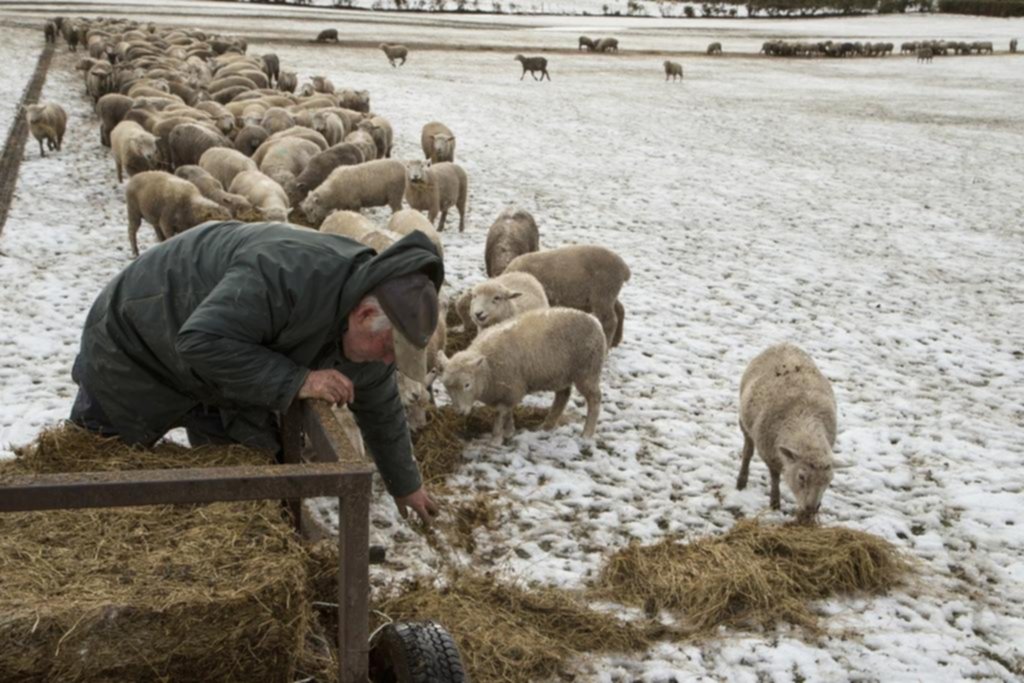 Nueva Zelanda, con más ovejas que habitantes