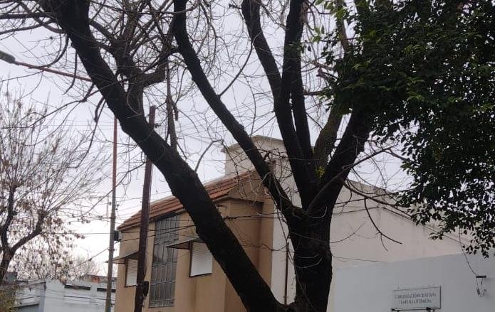 Preocupación vecinal por una enorme rama en riesgo de caer