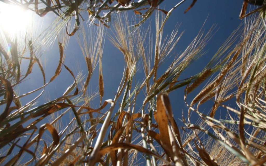 El agro celebró por trigo y cebada, pero pide alivio para la cosecha gruesa