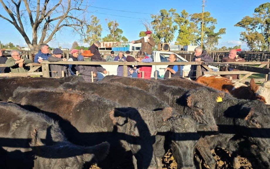 La Agrícola Ganadera reactivó la feria de Tres Arroyos con más de 600 cabezas
