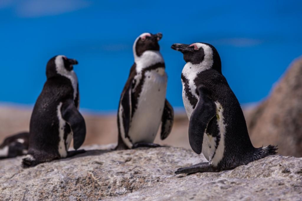 Excremento de pingüinos: un aliado contra el calentamiento