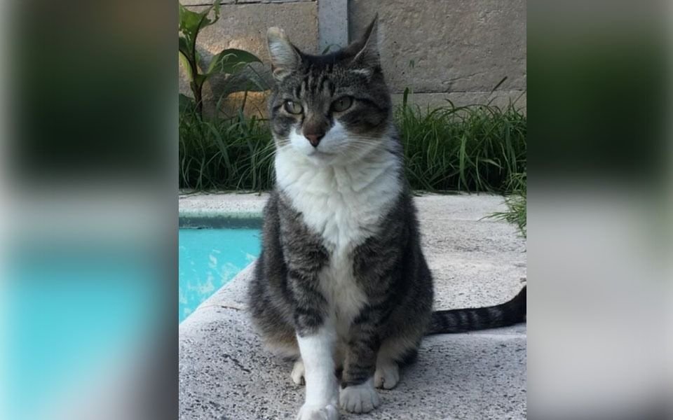 Un barrio de La Plata en vilo por "Tato", el gatito que no aparece