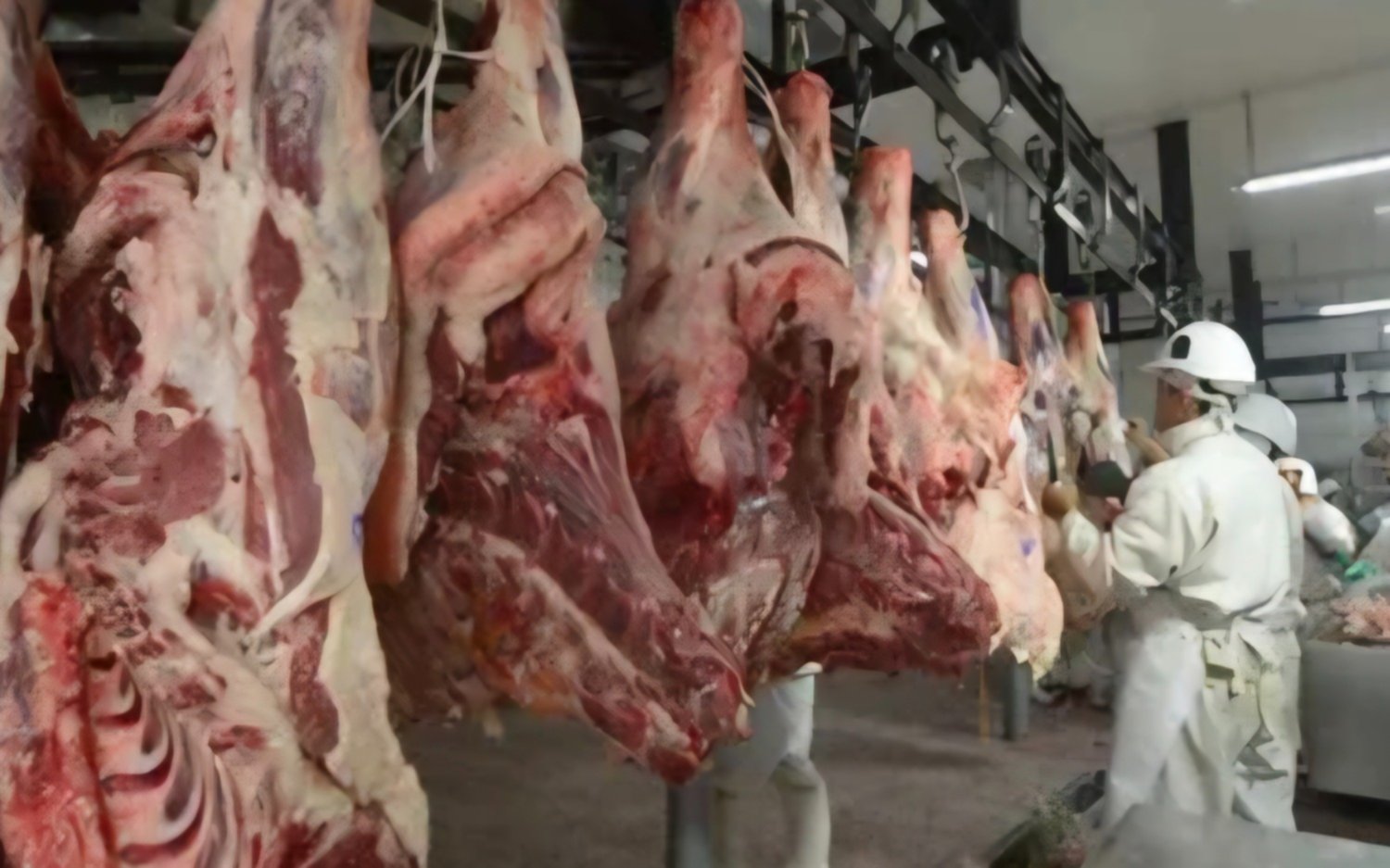 Producción de carne vacuna estancada en Argentina por factores estructurales y climáticos