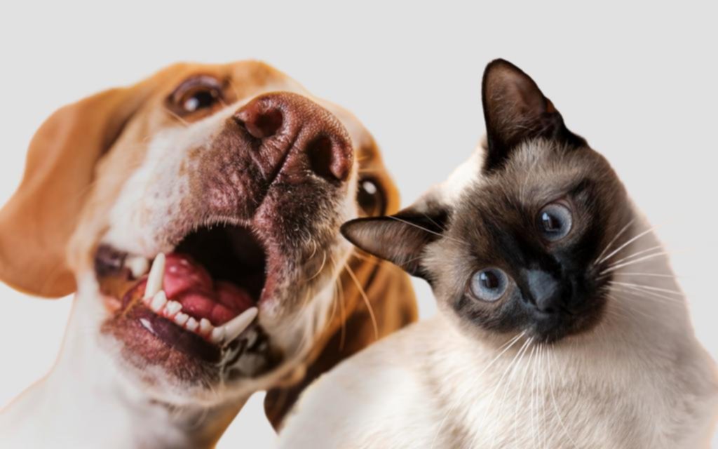 La familia emocional: perros y gatos en vez de hijos