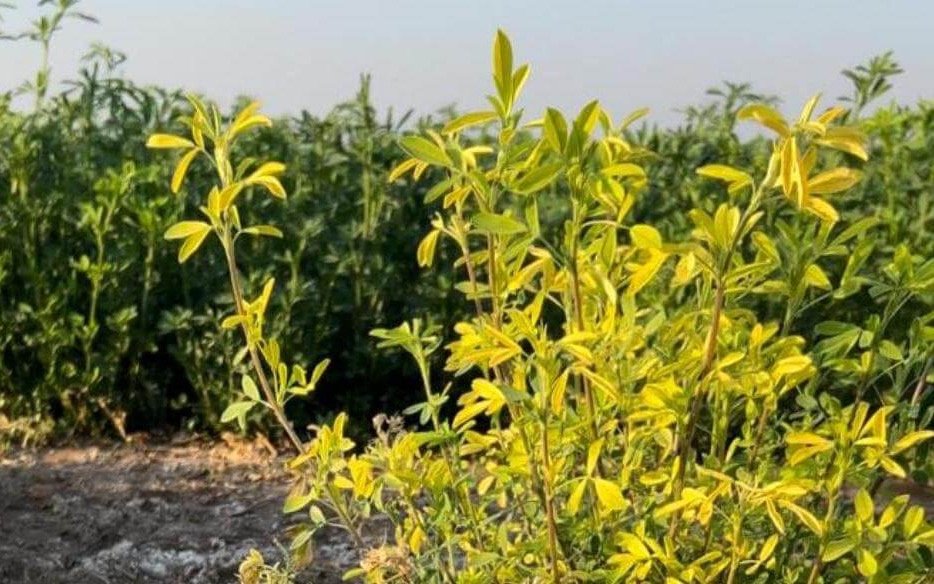 Impulsan en la Provincia una revolución agrícola basada en calcio nanoparticulado