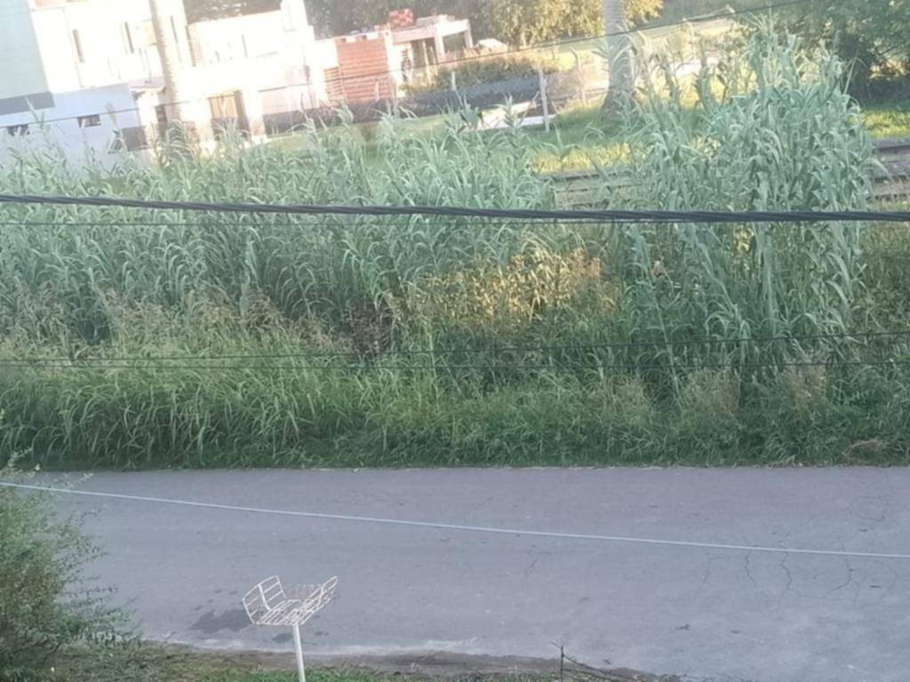 Nuevo reclamo por pasto alto y cañaverales junto a las vías en Villa Elisa
