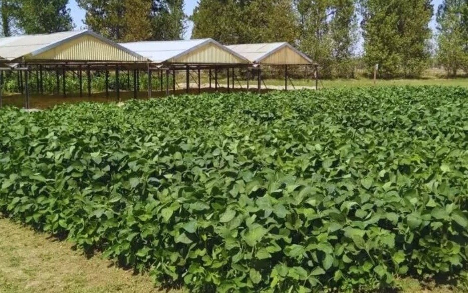 En soja, el nitrógeno podría mitigar el impacto de la sequía