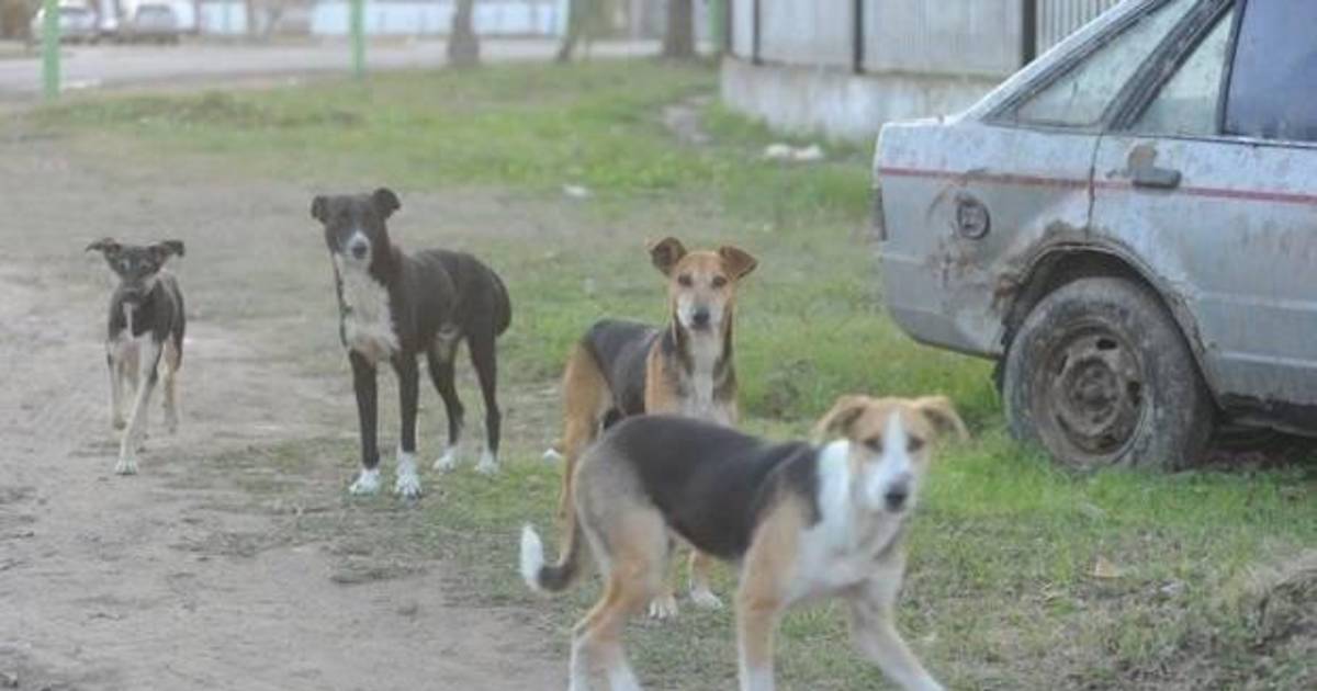 En los barrios crecen las quejas por ataques de perros callejeros | El Dia