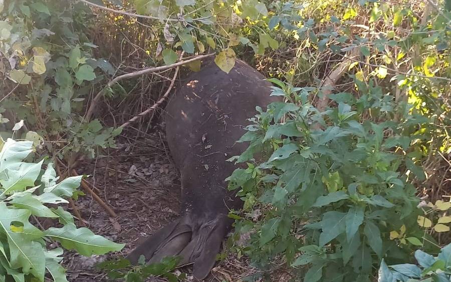 Apareció un elefante marino en Ensenada: qué pasará con el animal