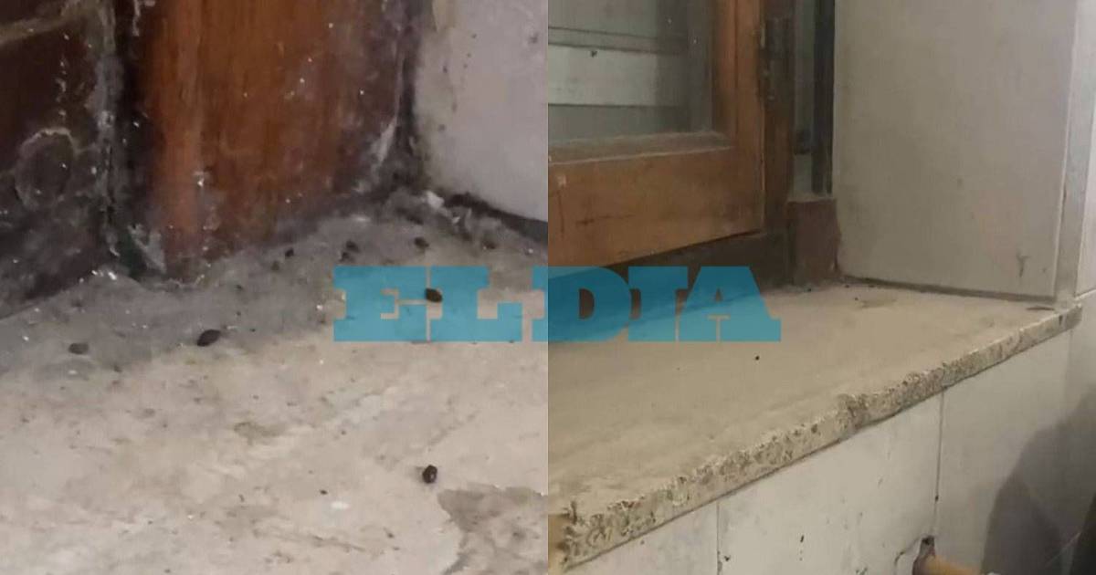 Se suman más reclamos por ratas en escuelas de La Plata | El Dia