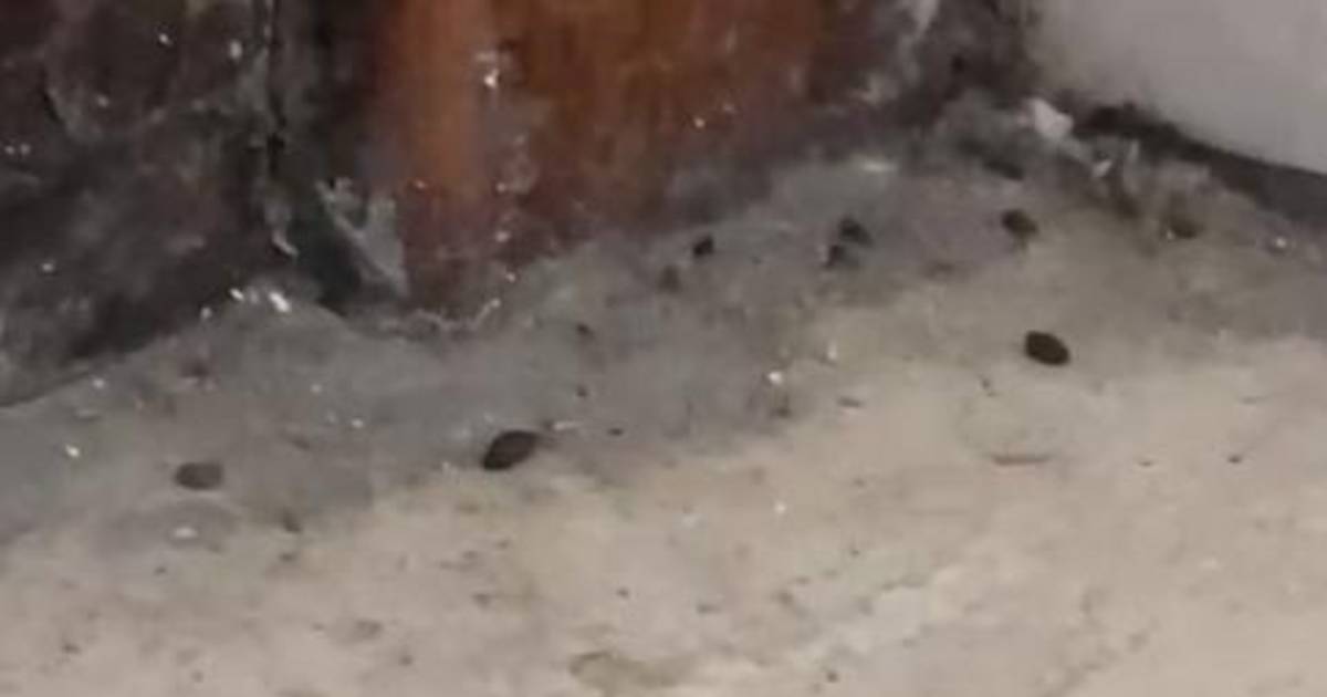 Crecen los reclamos por ratas en las escuelas | El Dia