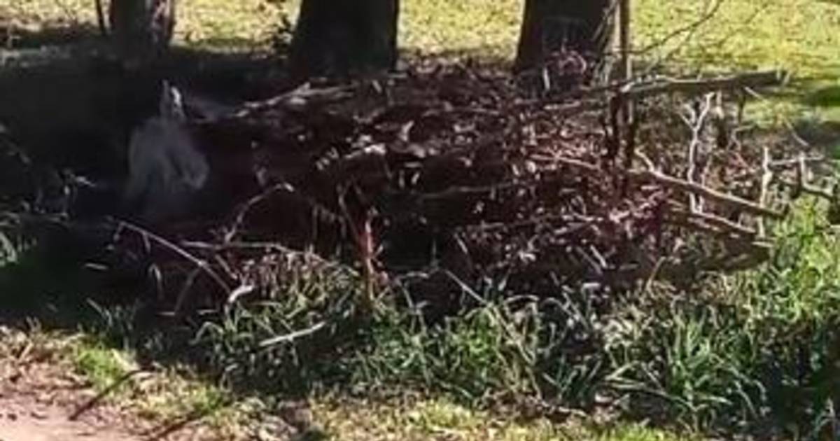 Hartazgo vecinal en Los Cachorros por el abandono | El Dia