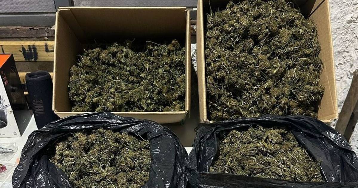 Allanaron una casa en La Plata por un robo y se encontraron con más de dos kilos de estupefacientes | El Dia