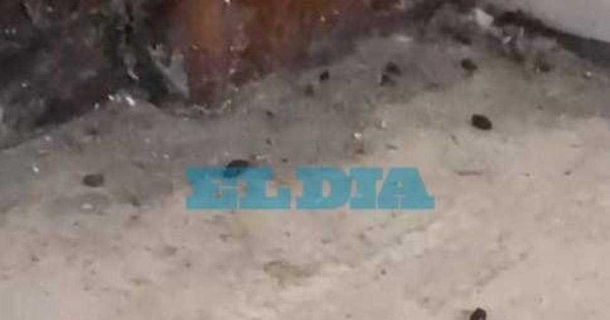 Una por una, las escuelas de La Plata que denunciaron invasión de ratas: crece la preocupación por el hantavirus | El Dia