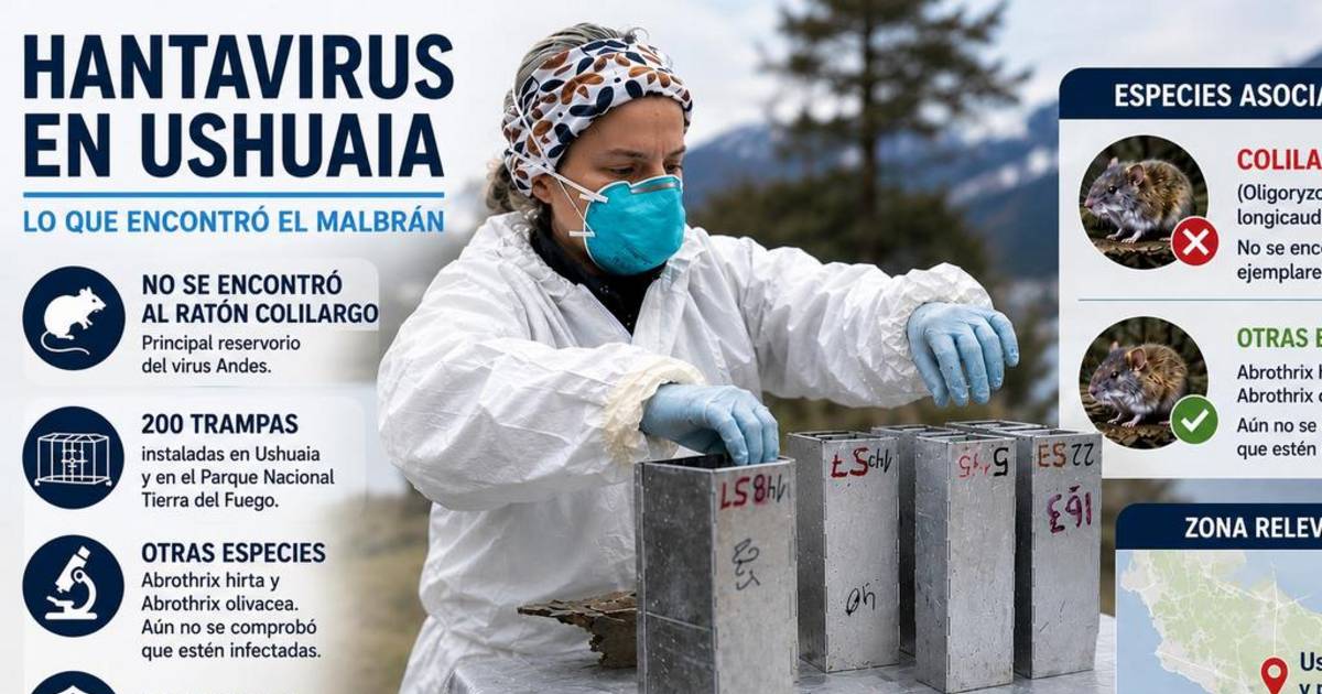 Alerta hantavirus: no encuentran a los ratones que desencadenaron el brote | El Dia