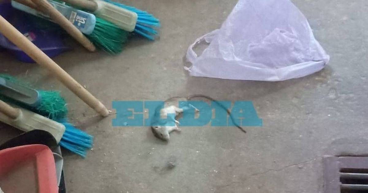 Otro caso de ratas en La Plata: ahora en la Escuela 21 de Los Hornos | El Dia