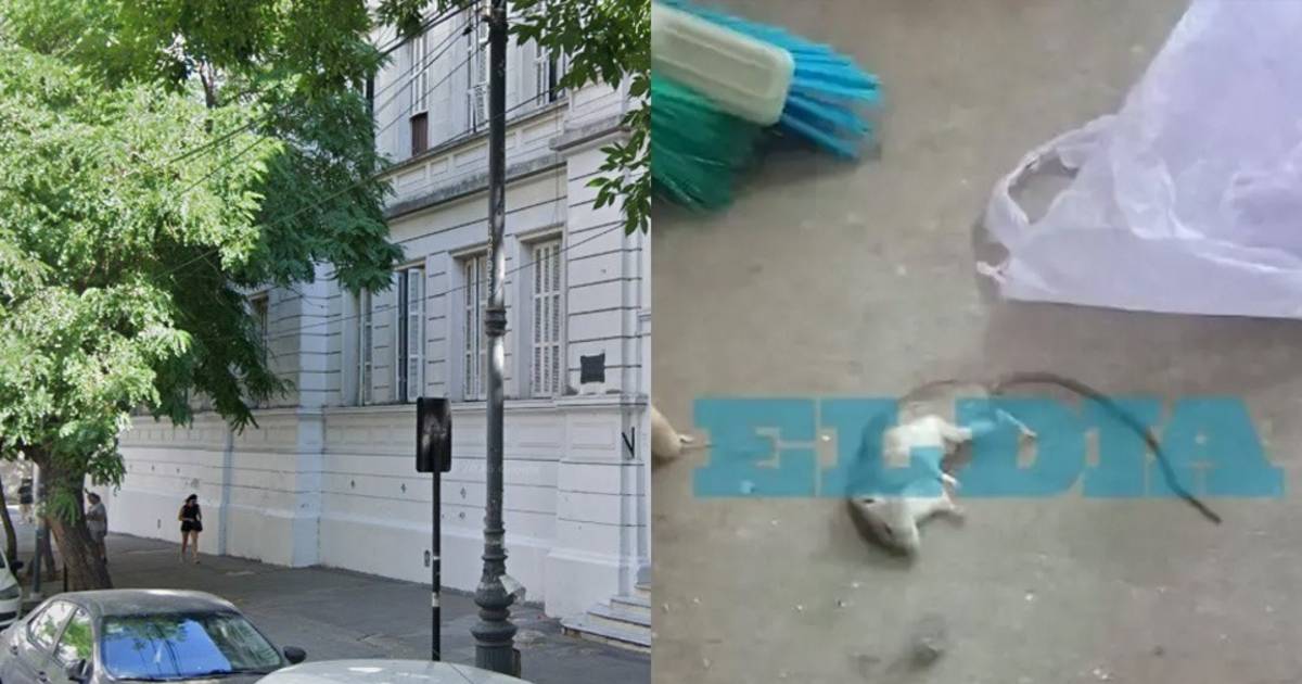 Ratas en escuelas: entre la falta de mantenimiento y de presupuesto ...